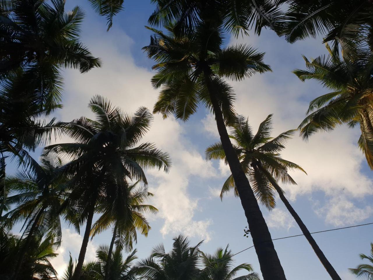 Palm Forest Palolem Esterno foto